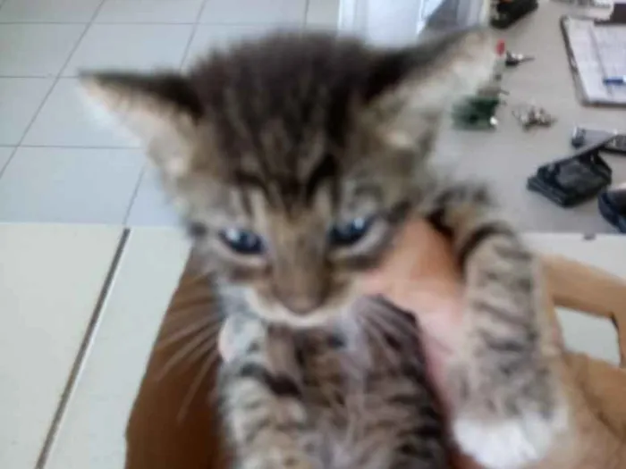 Gato ra a Tigresa idade Abaixo de 2 meses nome Tiger