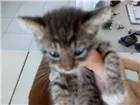 Gato raça Tigresa idade Abaixo de 2 meses nome Tiger