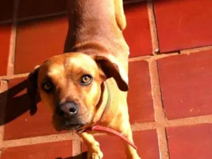 Cachorro raça SRD/Vira-lata idade 6 ou mais anos nome Gaspar