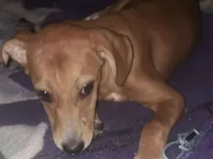 Cachorro raça Vira lata  idade 7 a 11 meses nome Estrela