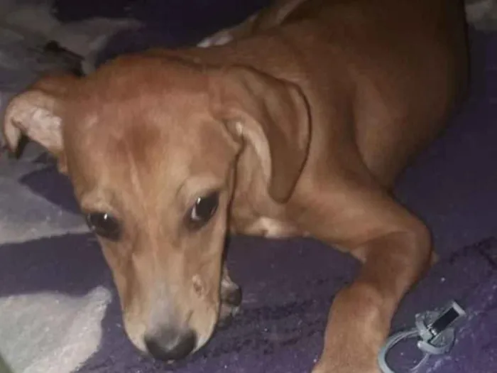 Cachorro ra a Vira lata  idade 7 a 11 meses nome Estrela