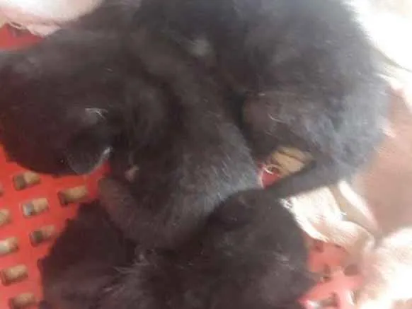 Gato ra a  idade Abaixo de 2 meses nome ?