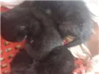 Gato raça  idade Abaixo de 2 meses nome ?