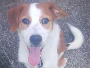 Cachorro raça Não sei  idade 7 a 11 meses nome Scooby