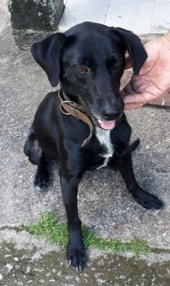 Cachorro ra a SRD idade 7 a 11 meses nome Zorro