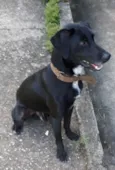Zorro