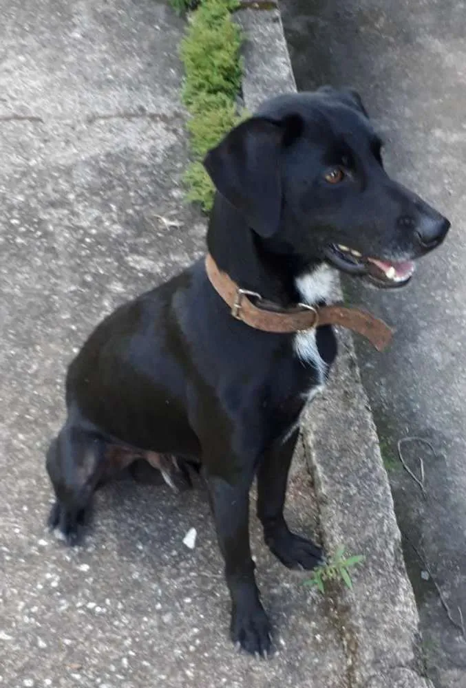 Cachorro ra a SRD idade 7 a 11 meses nome Zorro