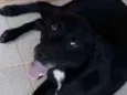 Zorro