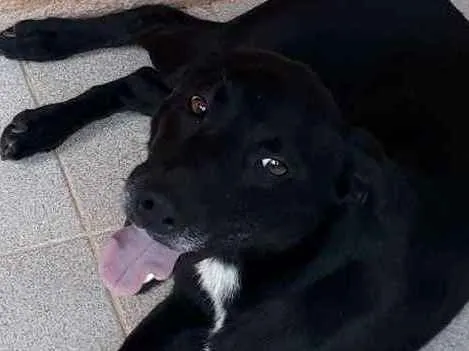 Cachorro ra a SRD idade 7 a 11 meses nome Zorro