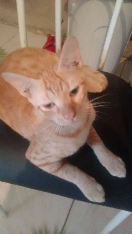 Gato raça sem raça idade 7 a 11 meses nome João