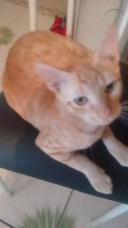 Gato raça sem raça idade 7 a 11 meses nome João