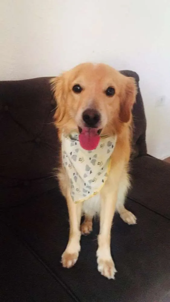Cachorro ra a Golden misturado idade 4 anos nome Harry 