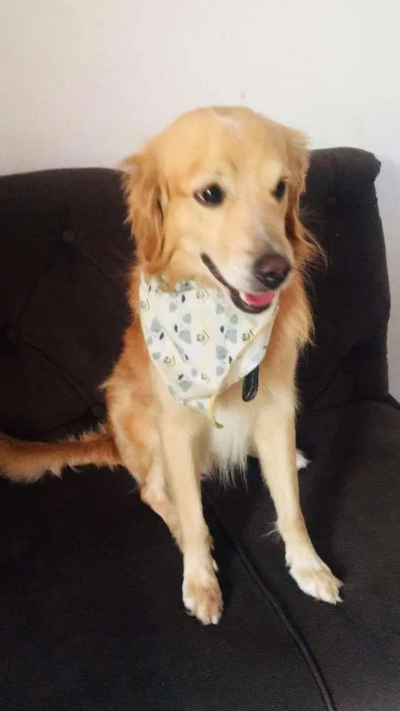Cachorro ra a Golden misturado idade 4 anos nome Harry 