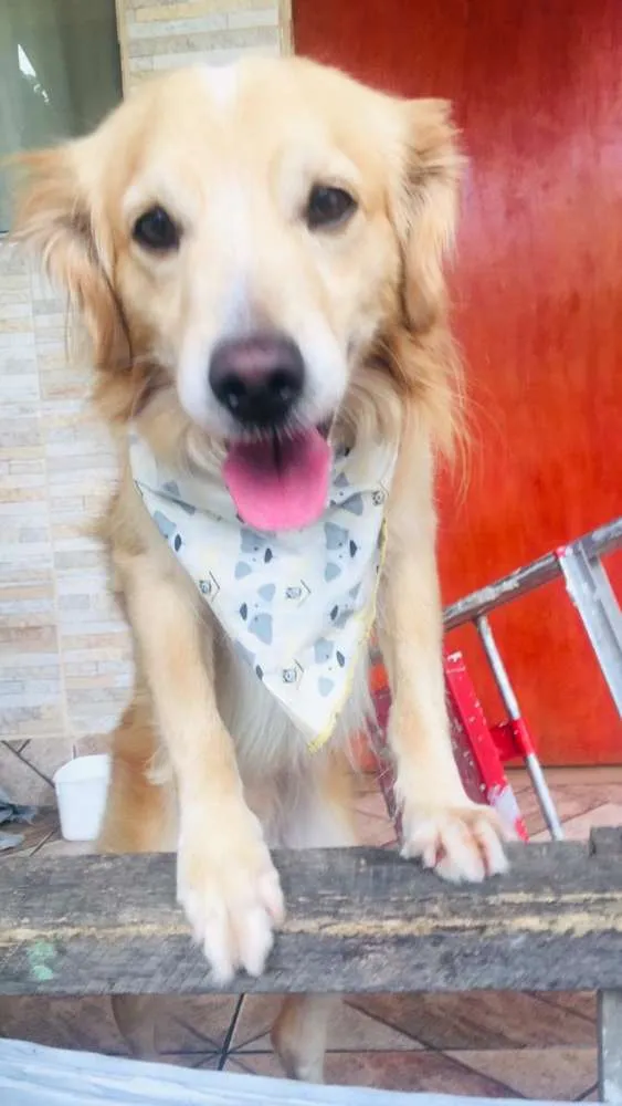 Cachorro ra a Golden misturado idade 4 anos nome Harry 
