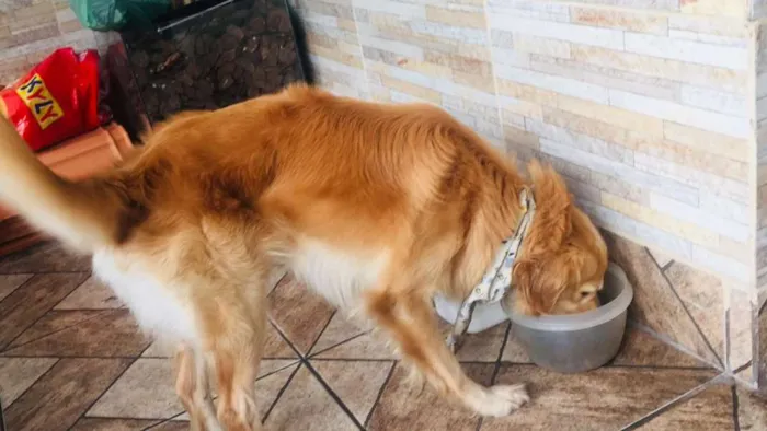 Cachorro ra a Golden misturado idade 4 anos nome Harry 