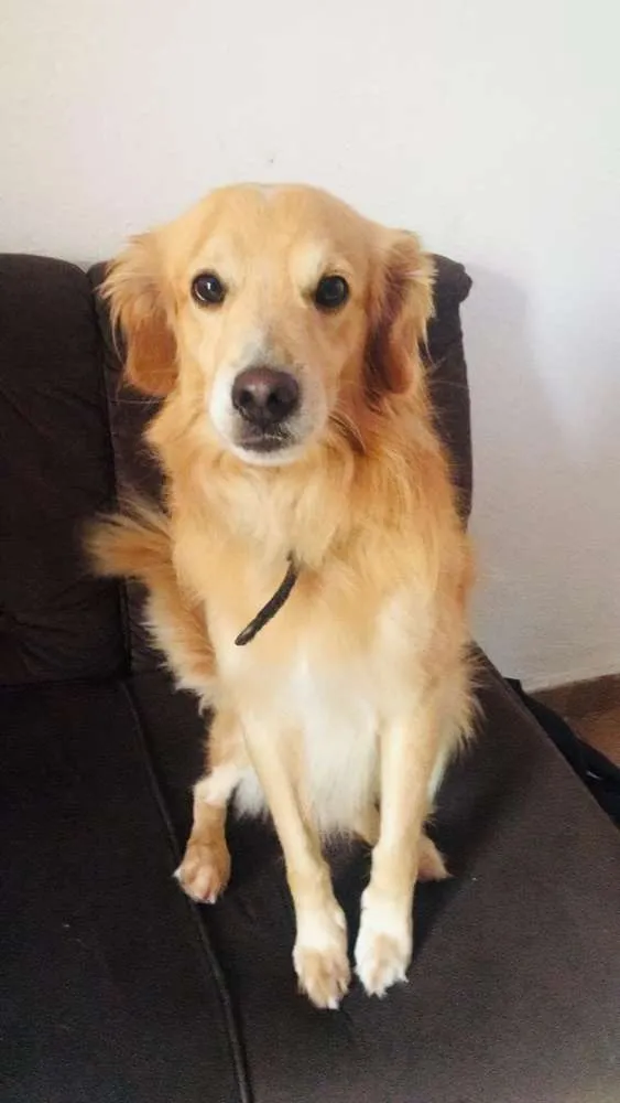 Cachorro ra a Golden misturado idade 4 anos nome Harry 