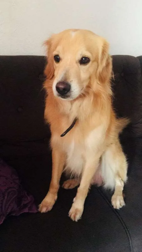 Cachorro ra a Golden misturado idade 4 anos nome Harry 