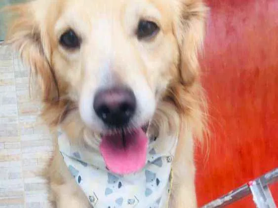 Cachorro ra a Golden misturado idade 4 anos nome Harry 