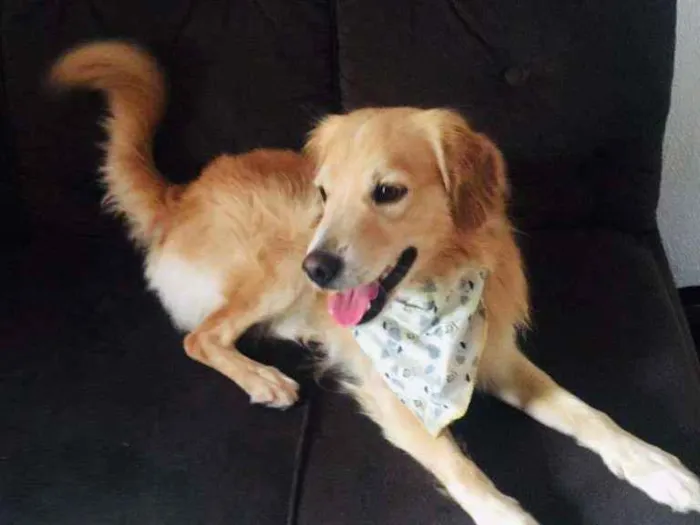 Cachorro ra a Golden misturado idade 4 anos nome Harry 