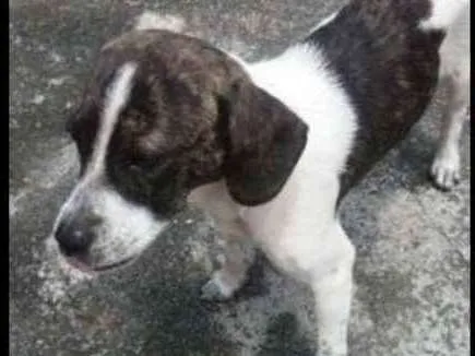 Cachorro ra a Mestiça idade 1 ano nome Diana