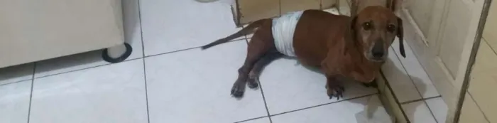 Cachorro raça dachshund idade 6 ou mais anos nome Tito