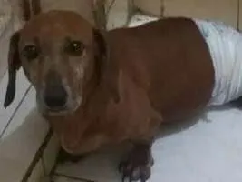 Cachorro raça dachshund idade 6 ou mais anos nome Tito