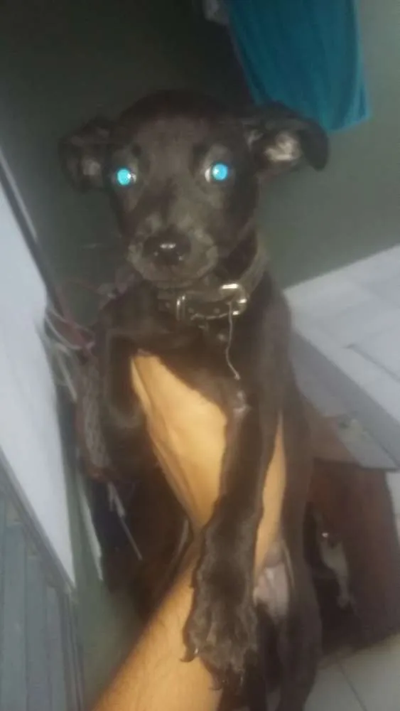 Cachorro ra a Vira lata idade 2 a 6 meses nome Lola