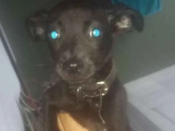 Cachorro ra a Vira lata idade 2 a 6 meses nome Lola