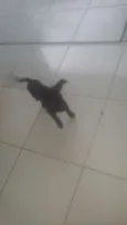 Lola