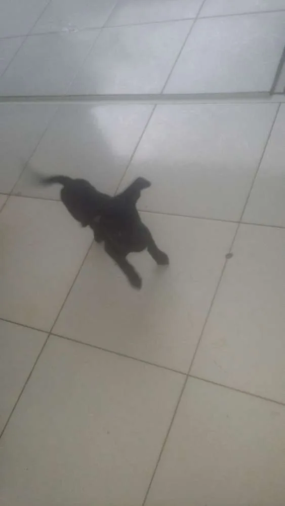 Cachorro ra a Vira lata idade 2 a 6 meses nome Lola