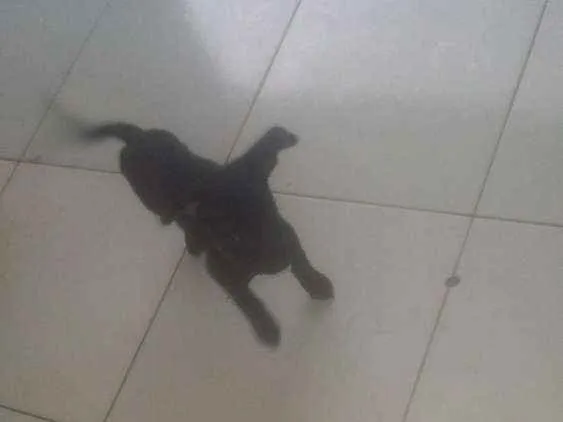 Cachorro ra a Vira lata idade 2 a 6 meses nome Lola