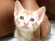 João