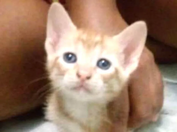 Gato raça sem raça idade 7 a 11 meses nome João