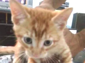 Gato raça sem raça idade 7 a 11 meses nome João