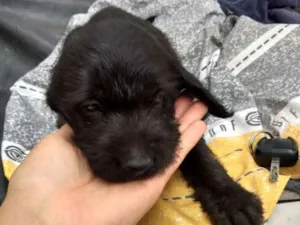 Cachorro raça Srd idade Abaixo de 2 meses nome Sem nome
