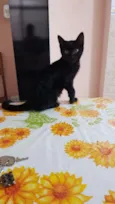 Jujuba