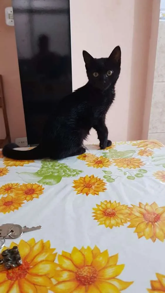 Gato ra a Srd idade Abaixo de 2 meses nome Jujuba