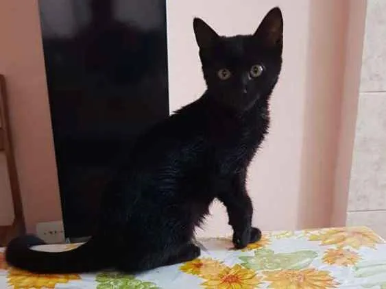 Gato ra a Srd idade Abaixo de 2 meses nome Jujuba