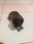 Belinha