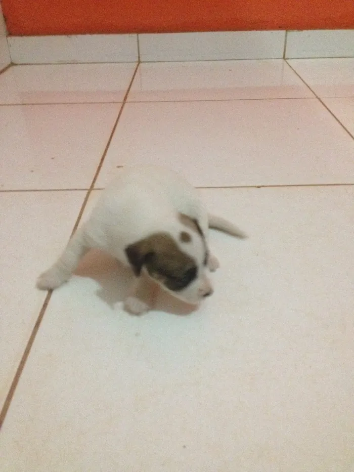 Cachorro ra a Vira lata idade 2 a 6 meses nome Belinha