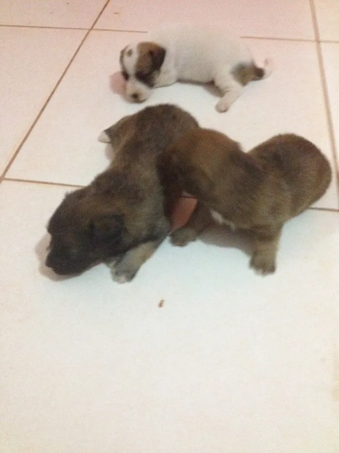 Cachorro ra a Vira lata idade 2 a 6 meses nome Belinha