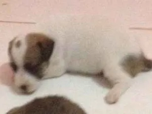 Cachorro raça Vira lata idade 2 a 6 meses nome Belinha