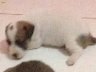 Cachorro ra a Vira lata idade 2 a 6 meses nome Belinha
