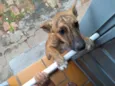 Tuca