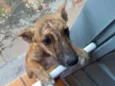 Tuca