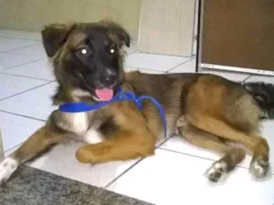 Cachorro raça Vira-lata idade 7 a 11 meses nome Paçoca