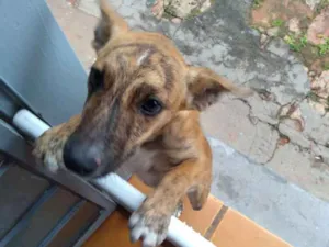 Cachorro raça Sem raça definida idade 7 a 11 meses nome Tuca