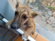 Tuca