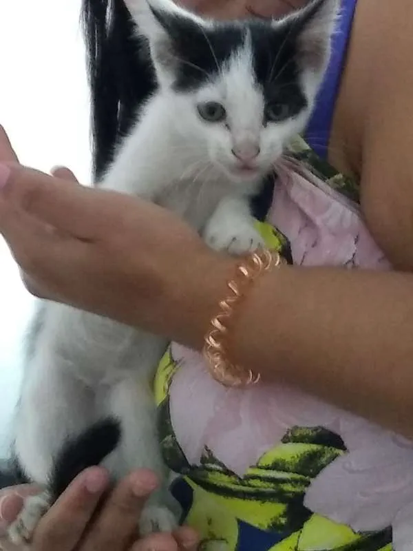 Gato ra a Siamês idade 2 a 6 meses nome shakira (mãe)