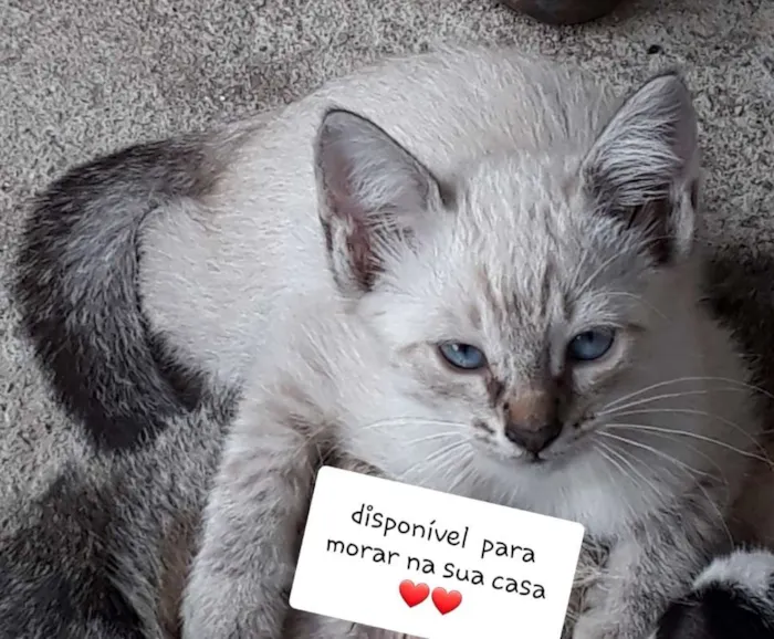 Gato ra a Siamês idade 2 a 6 meses nome shakira (mãe)